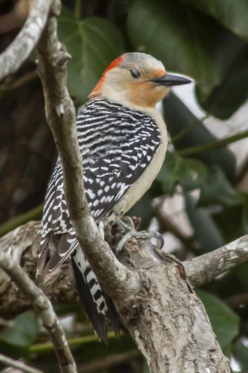 Red-bellied Woodpecker - ML146467321