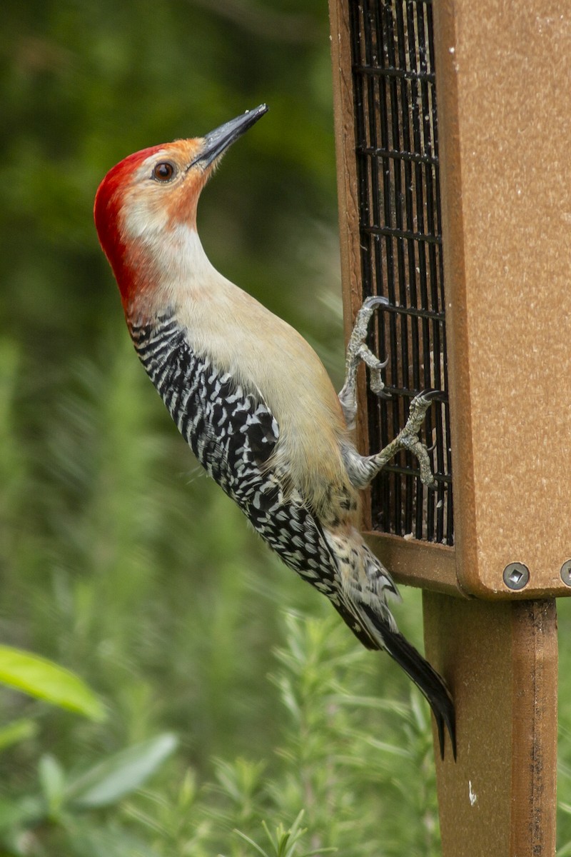 Red-bellied Woodpecker - ML146467361