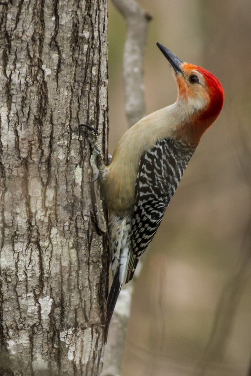 Red-bellied Woodpecker - ML146467371
