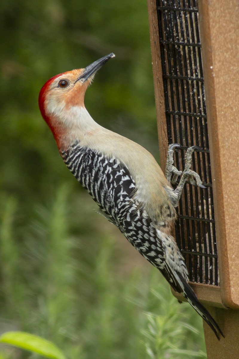 Red-bellied Woodpecker - ML146467381