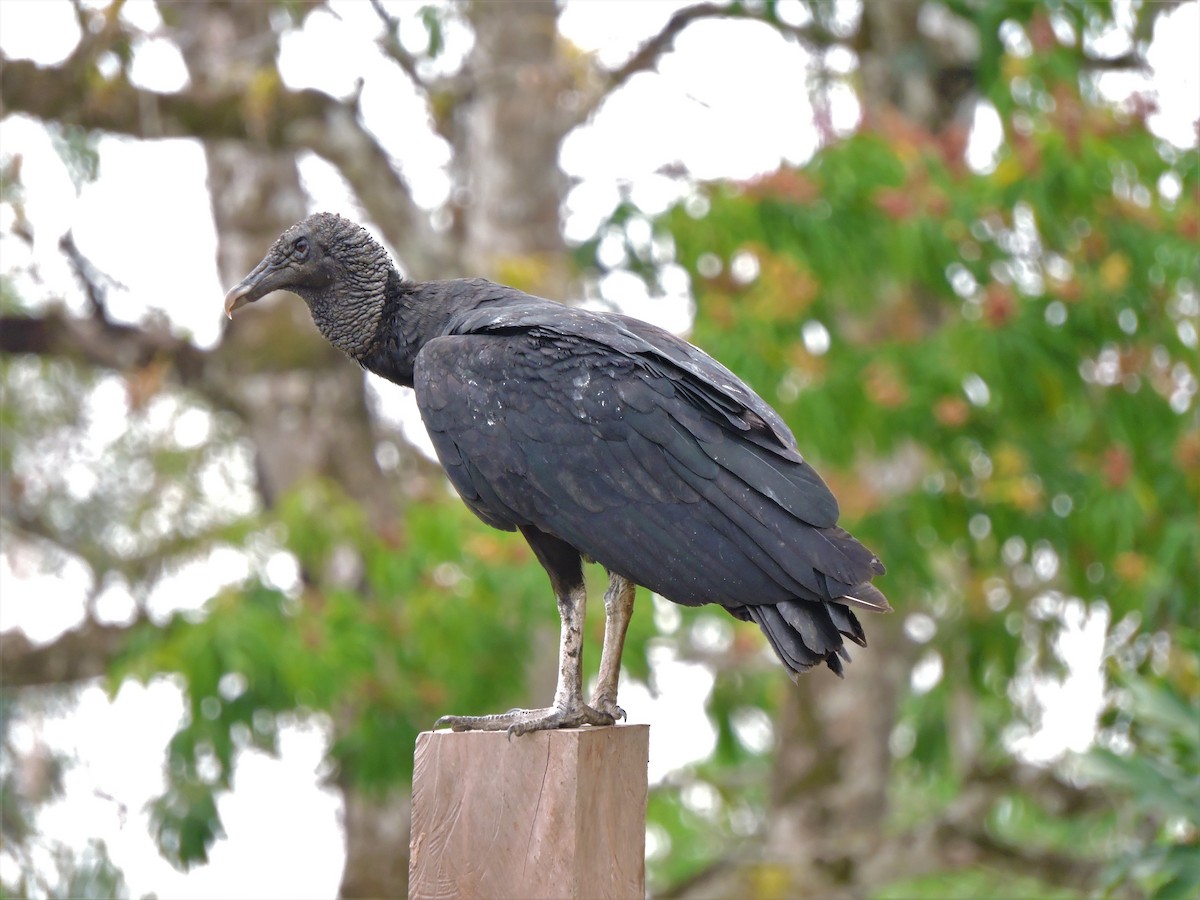 Black Vulture - Shtid Tapasco