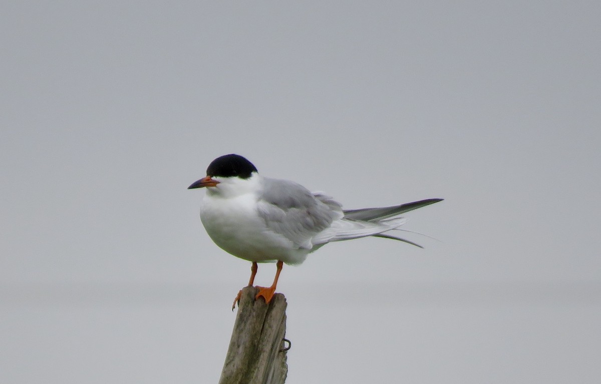 Forster's Tern - Linda Parlee-Chowns