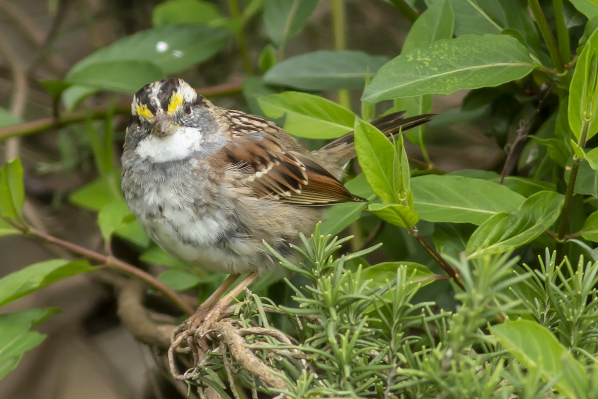 White-throated Sparrow - ML146469021