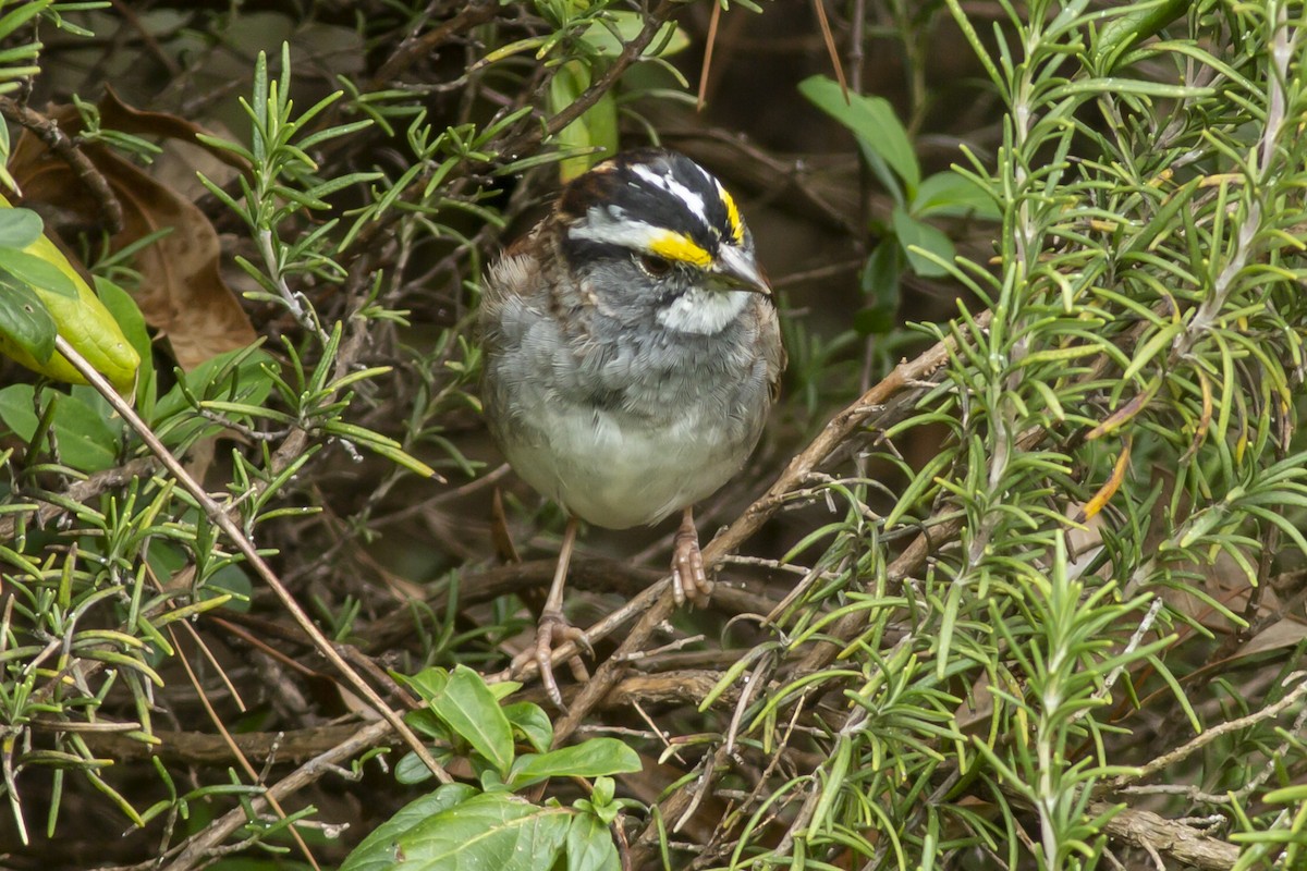 White-throated Sparrow - George Holt