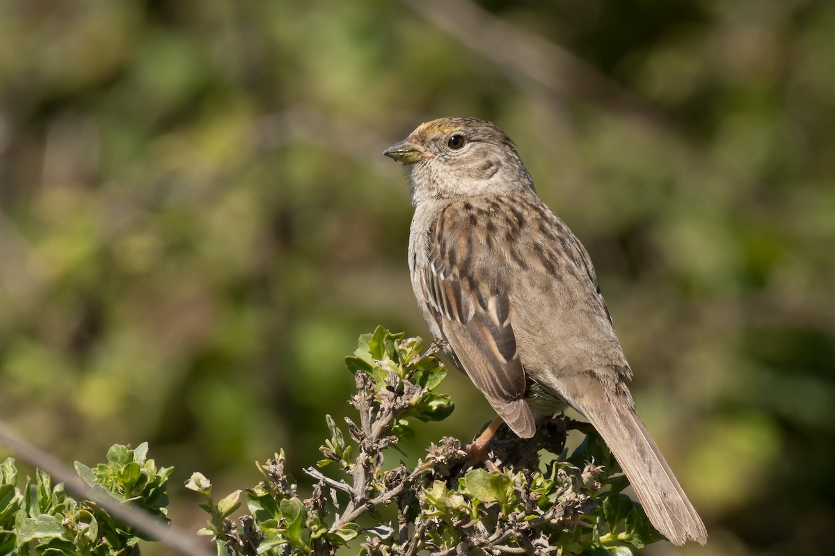 Golden-crowned Sparrow - Lee Jaffe