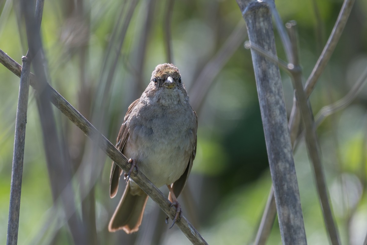Golden-crowned Sparrow - Lee Jaffe
