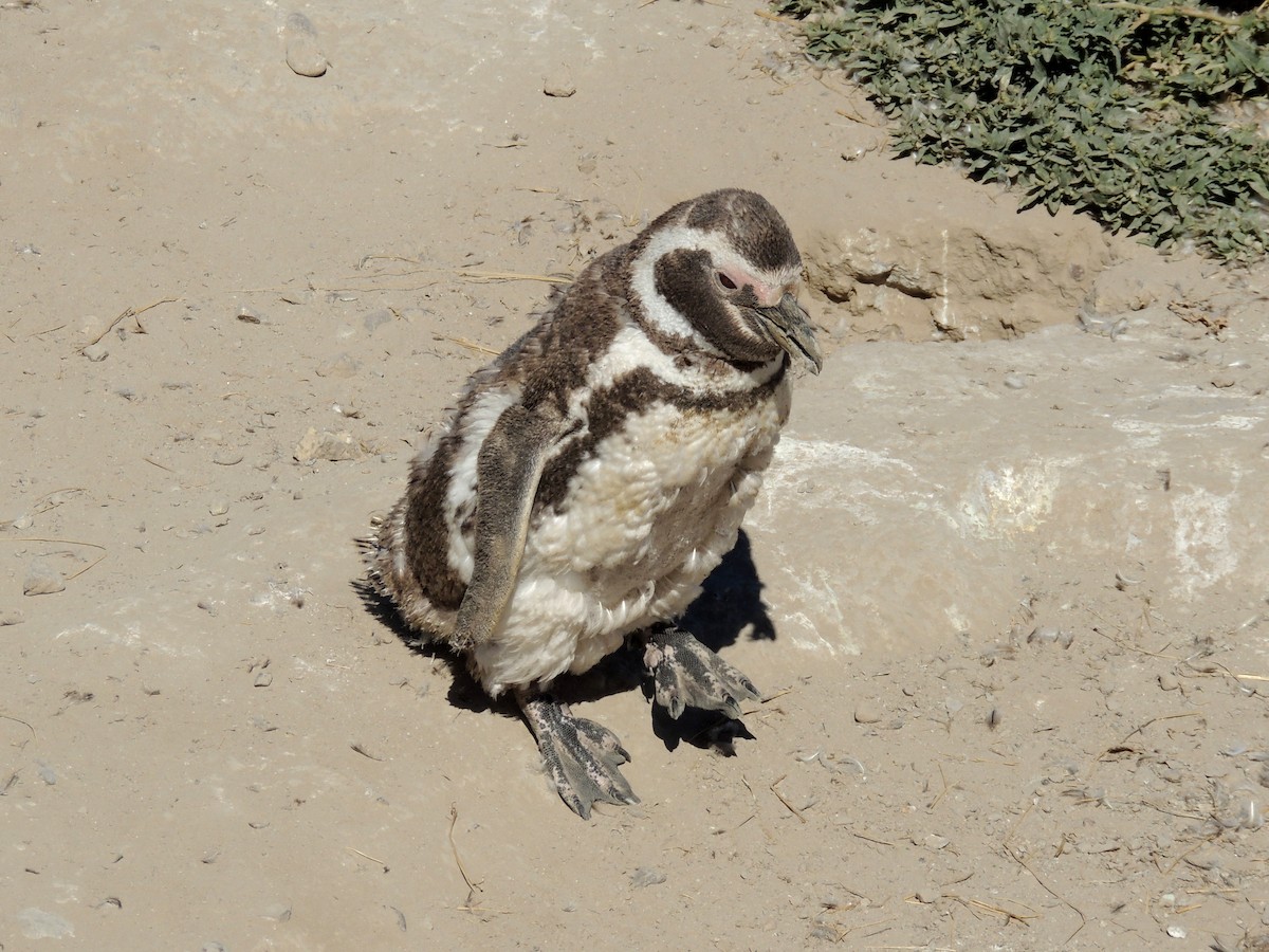 Magellanic Penguin - Gonzalo Diaz