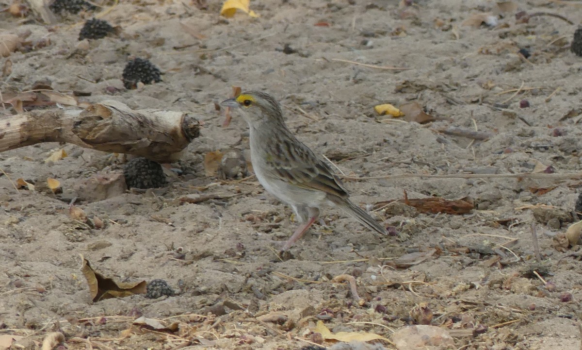 Yellow-browed Sparrow - Peter Dunwiddie
