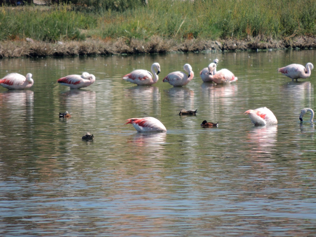 Chilean Flamingo - Gonzalo Diaz