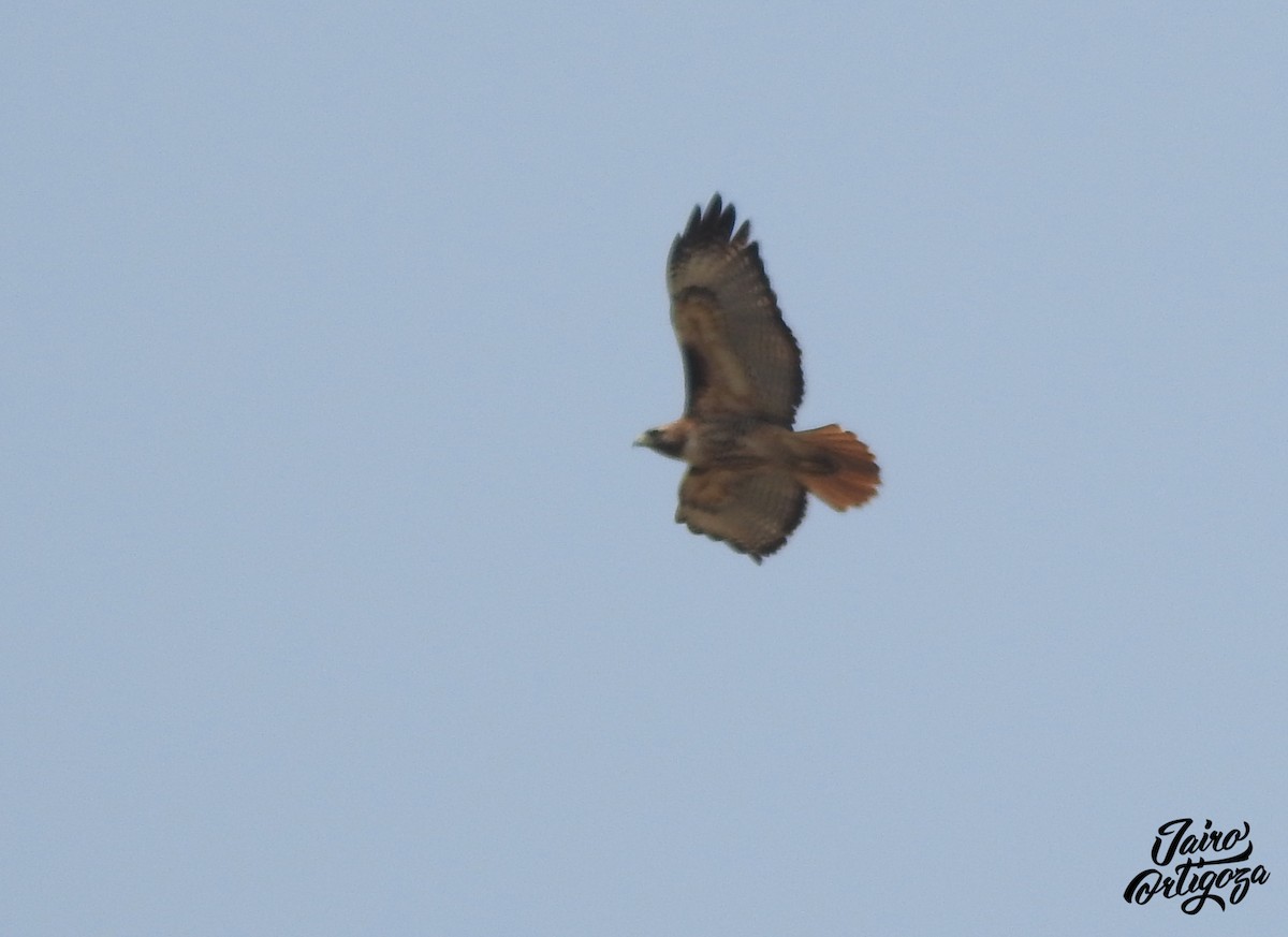 Red-tailed Hawk - Jairo Ortigoza del Angel