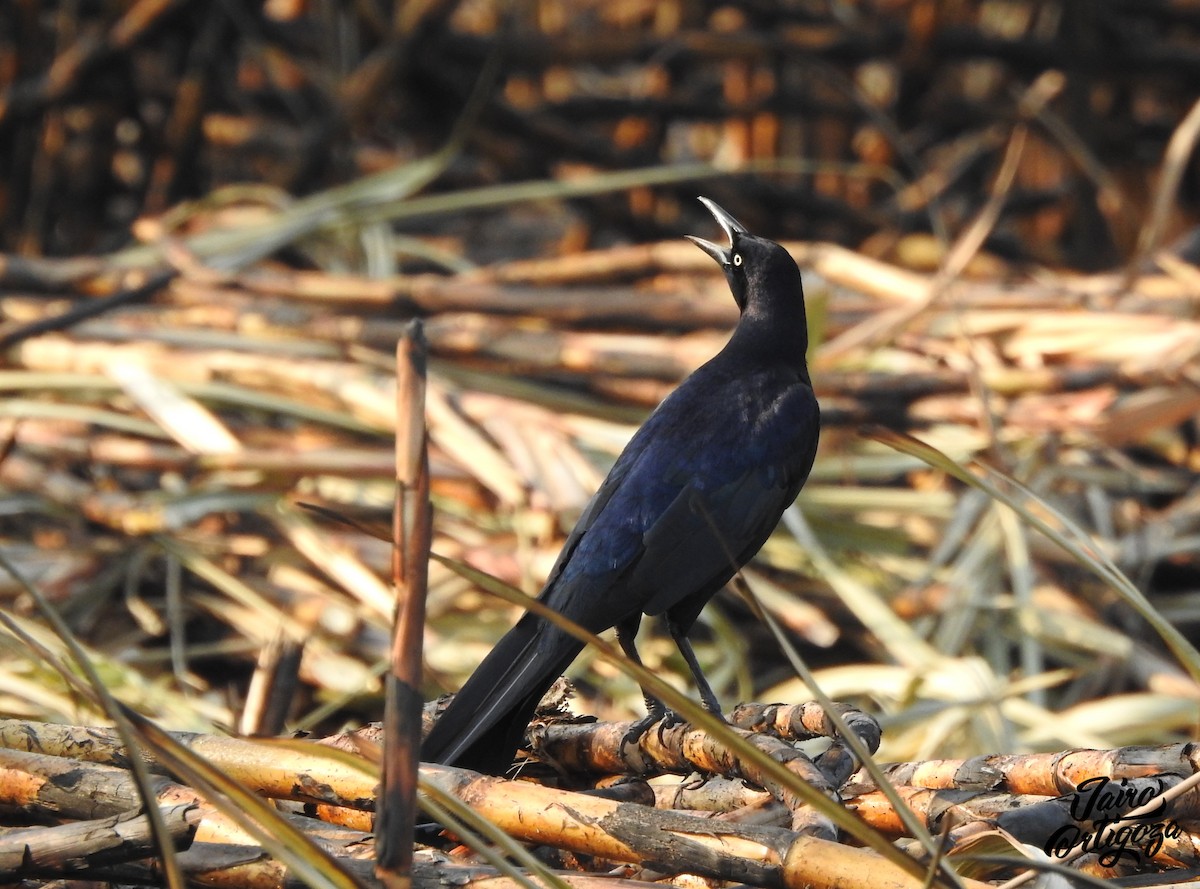 Great-tailed Grackle (Great-tailed) - ML146473961