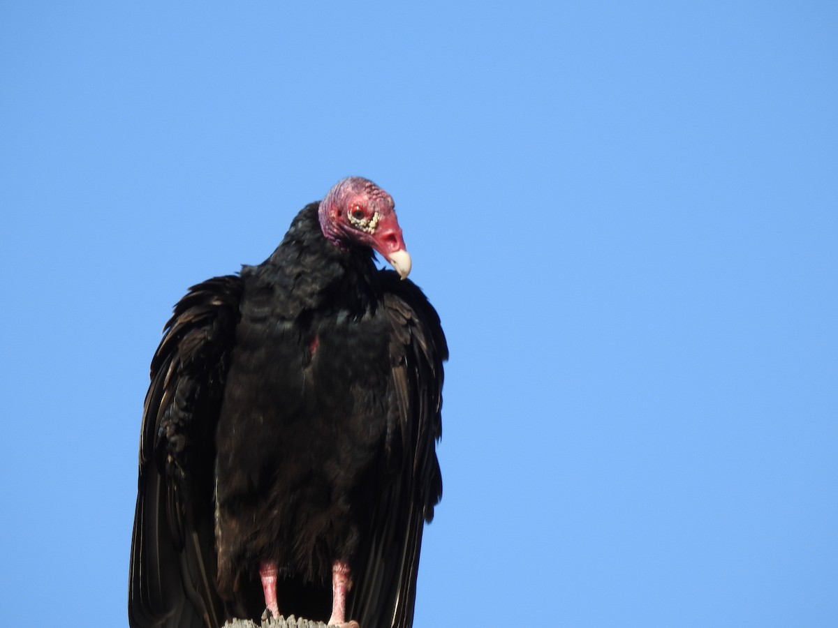 Turkey Vulture - ML146474311