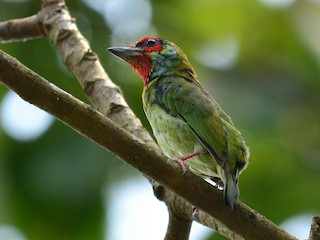  - Malabar Barbet