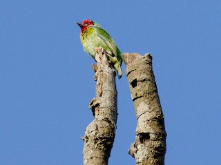  - Malabar Barbet