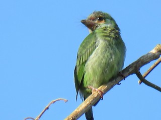  - Malabar Barbet