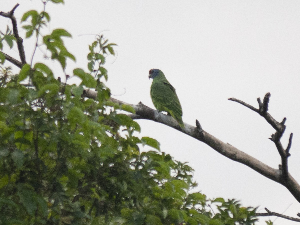 Red-tailed Parrot - ML146477121