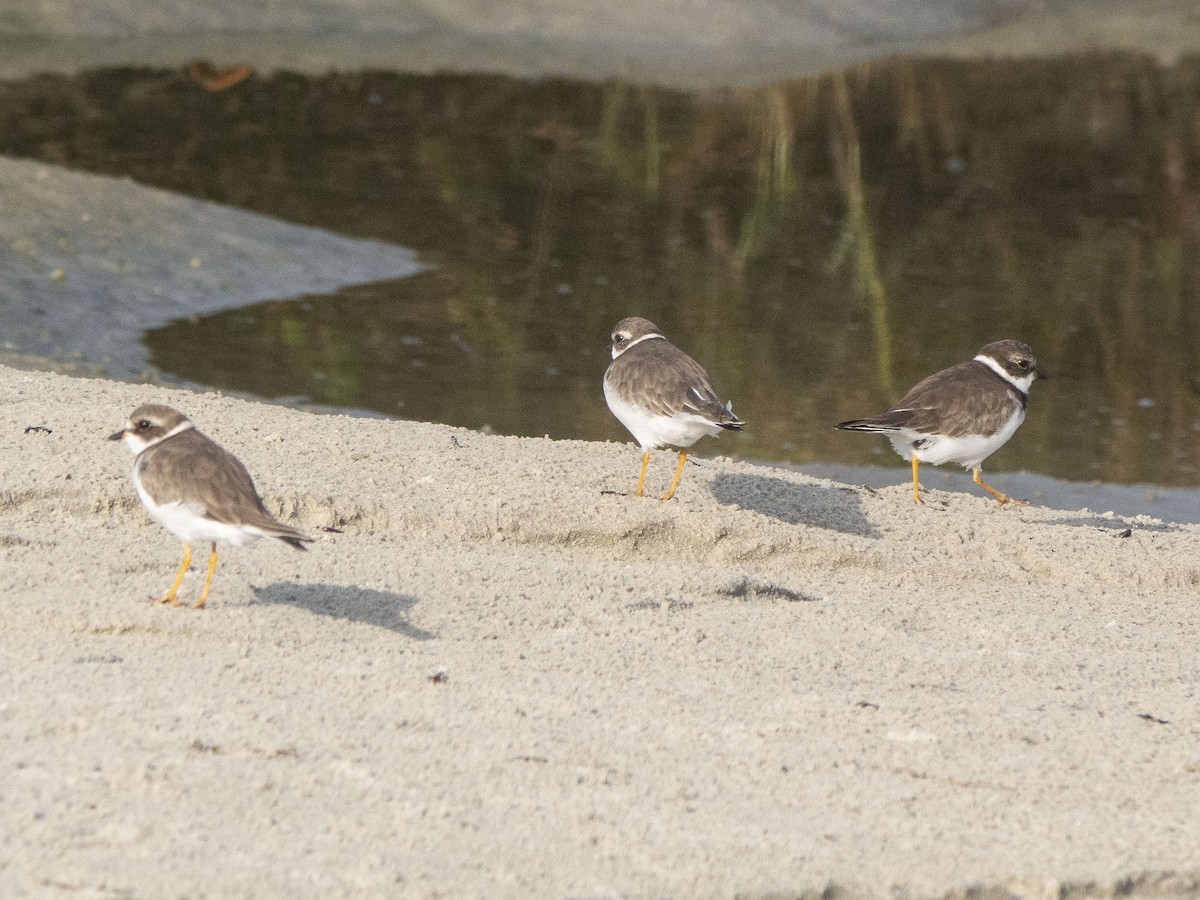 Semipalmated Plover - ML146477691
