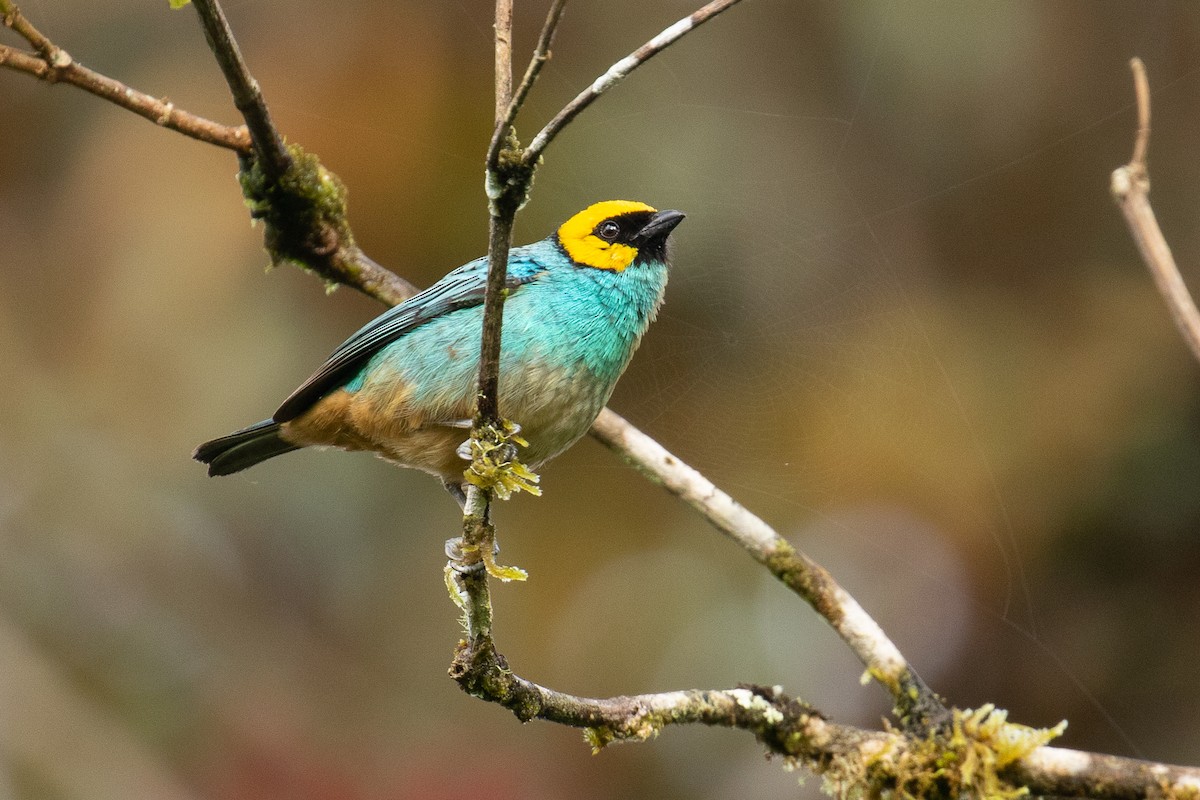 Saffron-crowned Tanager - ML146478301