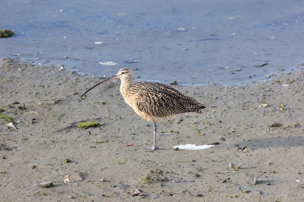 Long-billed Curlew - ML146478551