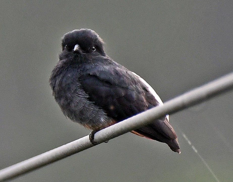 Swallow-winged Puffbird - Charles Hundertmark