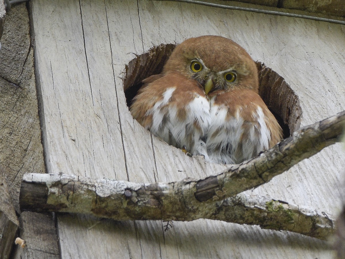 Northern Pygmy-Owl (Guatemalan) - ML146482901