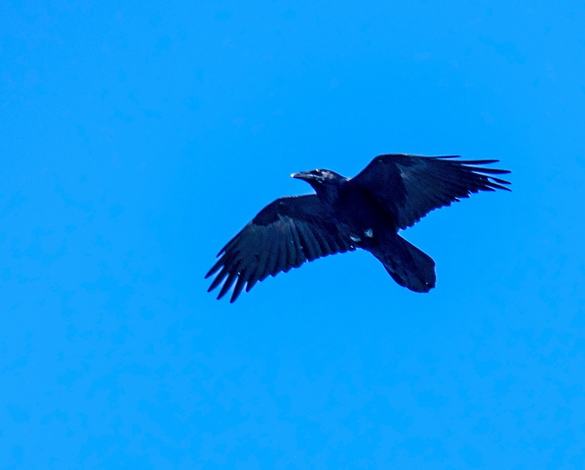 Common Raven - Ben  Valdez