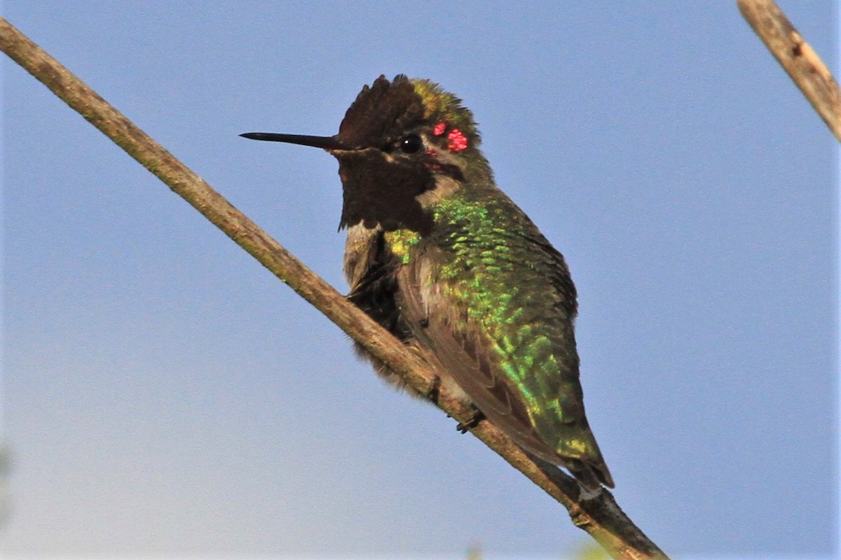 Anna's Hummingbird - Kent Forward
