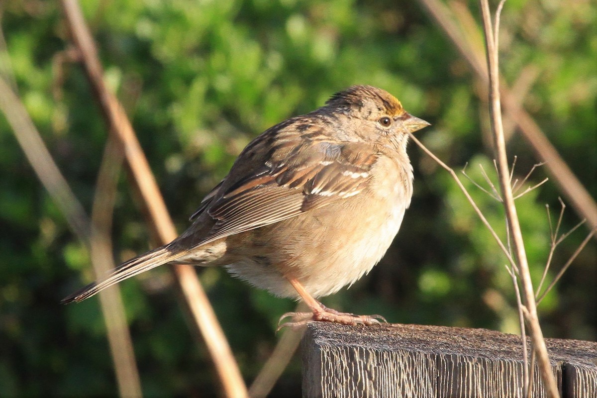 Golden-crowned Sparrow - Kent Forward