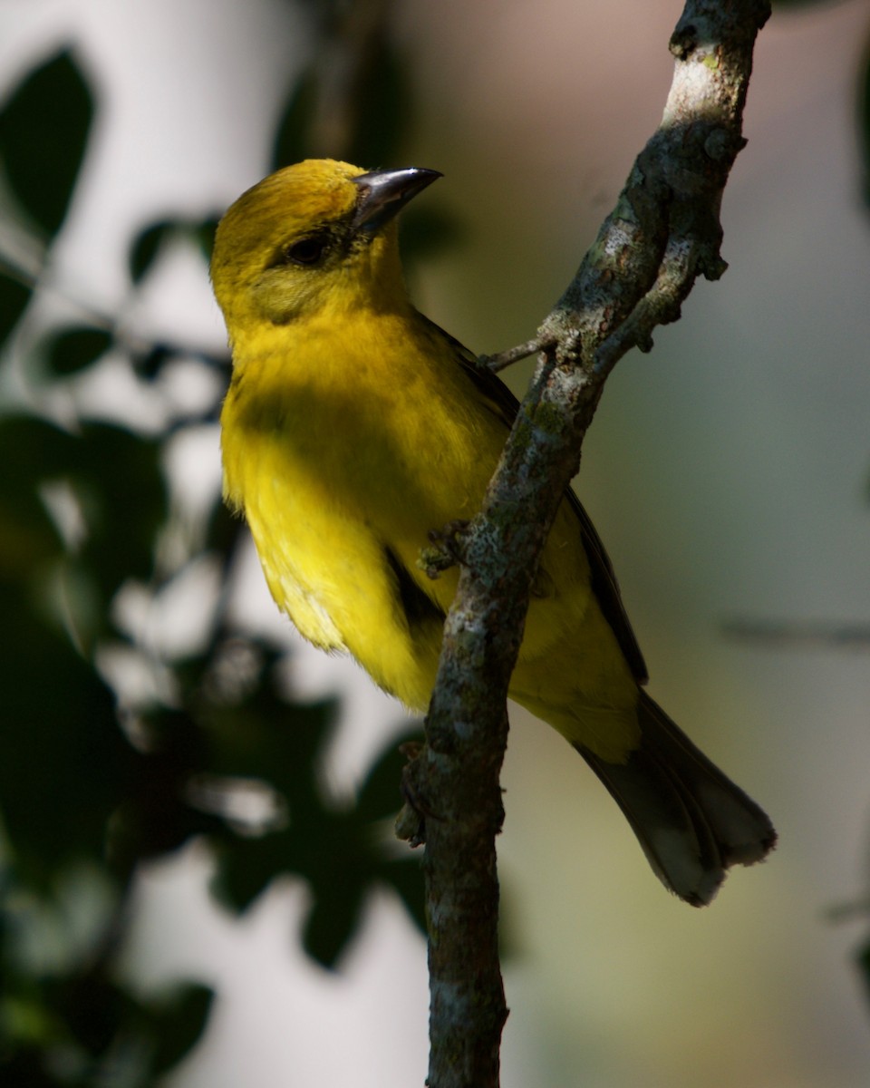 Flame-colored Tanager - Larry Waddell
