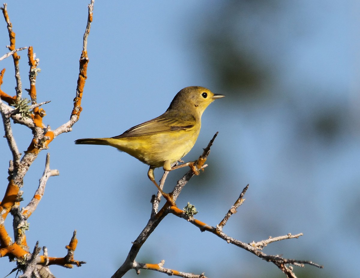 Yellow Warbler (Northern) - Gina Sheridan