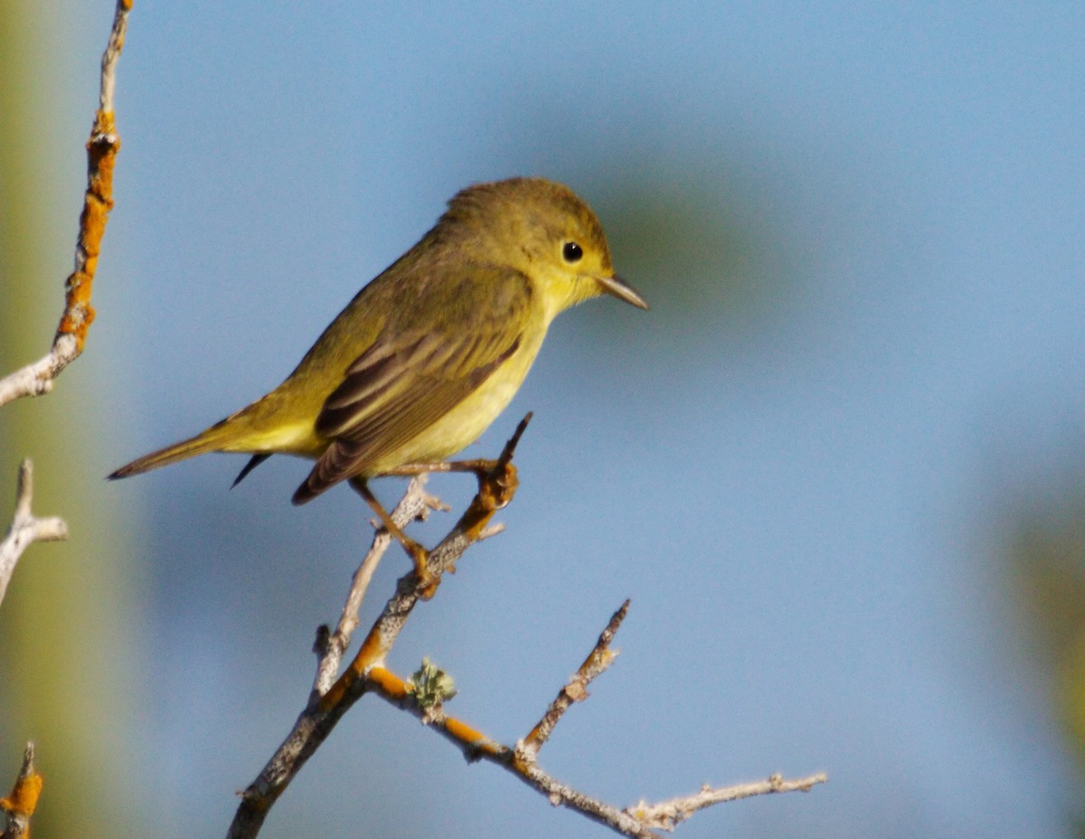 Yellow Warbler (Northern) - Gina Sheridan