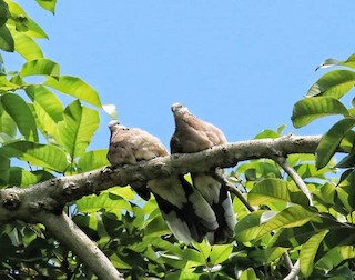 Spotted Dove, ML146491951