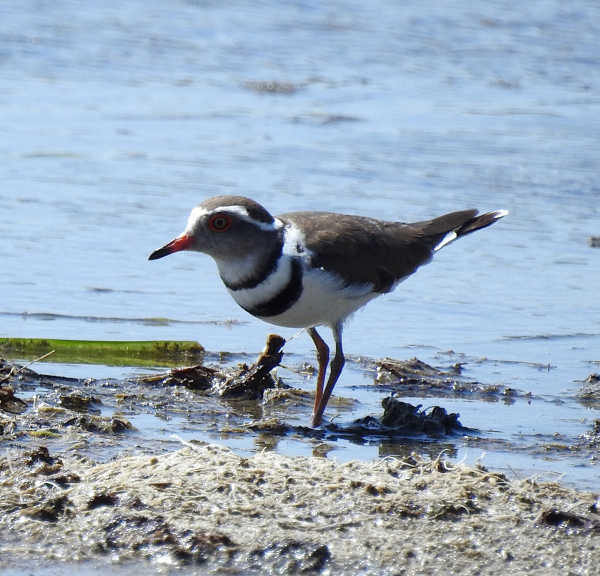 Three-banded Plover (African) - ML146496571