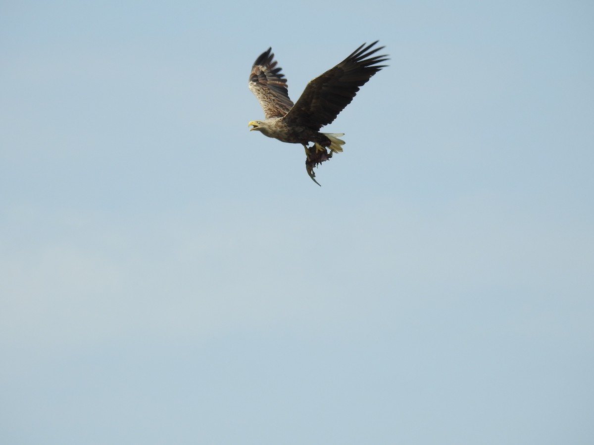 White-tailed Eagle - Marina Sentís Vila
