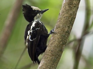 Adult female - Martjan Lammertink - ML146497471