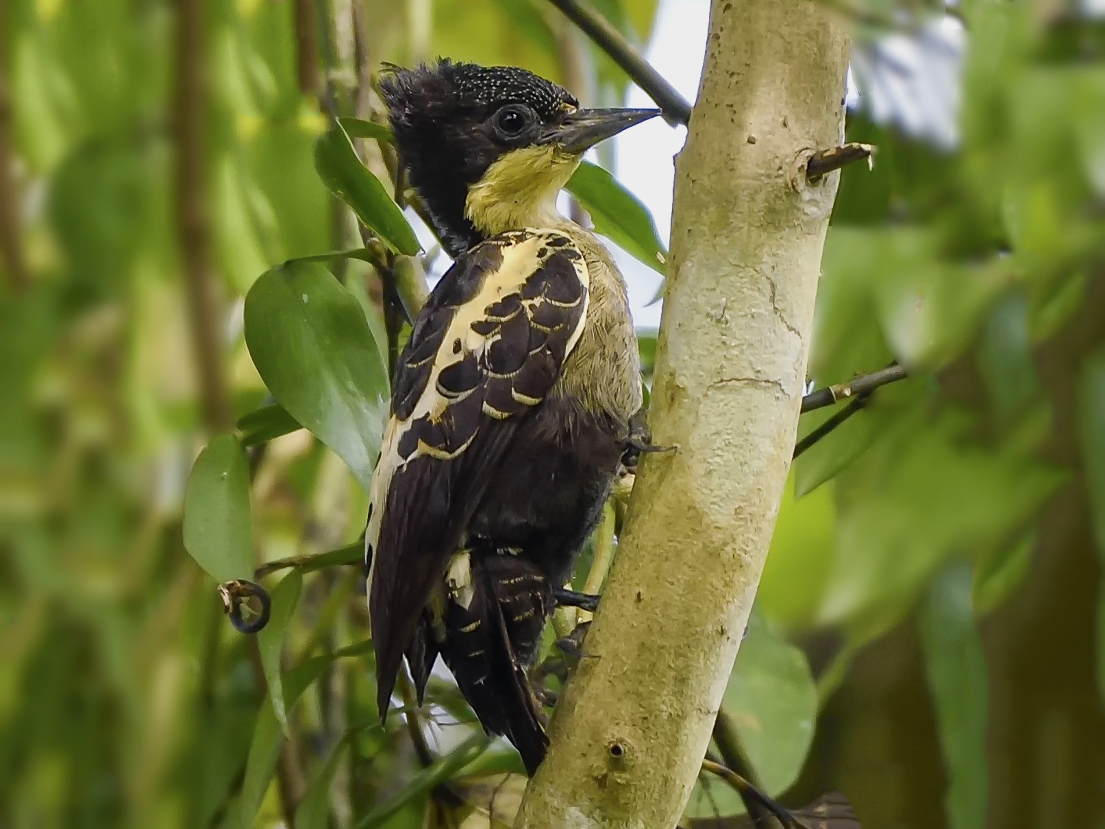 Heart-spotted Woodpecker - Binu  Piraroor