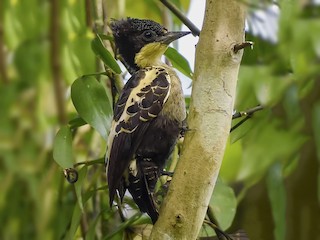  - Heart-spotted Woodpecker