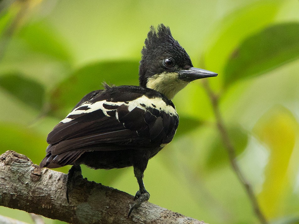 Heart-spotted Woodpecker - Ayuwat Jearwattanakanok