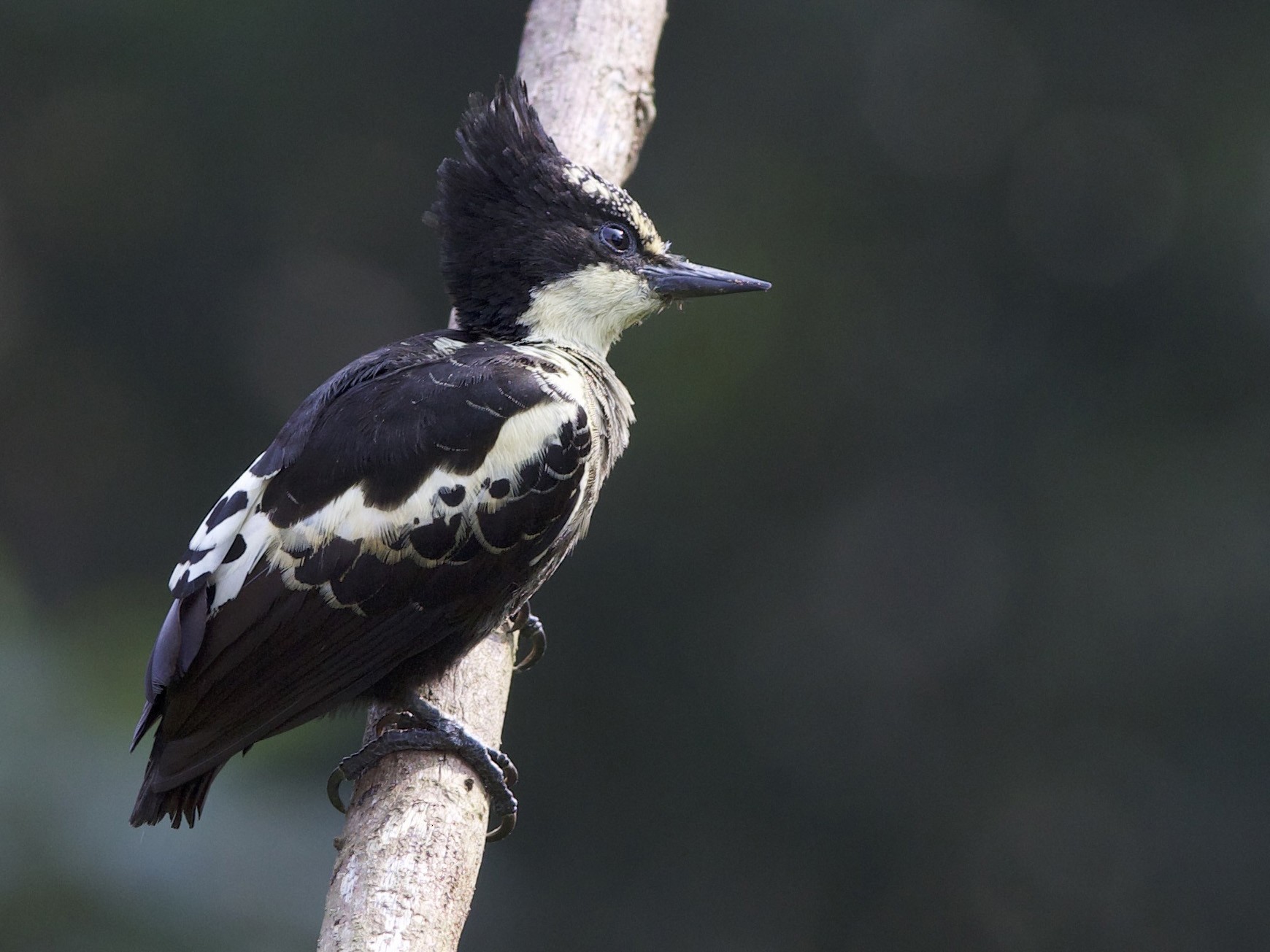 Heart-spotted Woodpecker - jaya samkutty