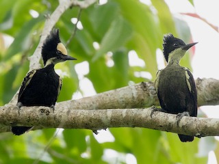 雄鳥和雌鳥 - Ayuwat Jearwattanakanok - ML146497581