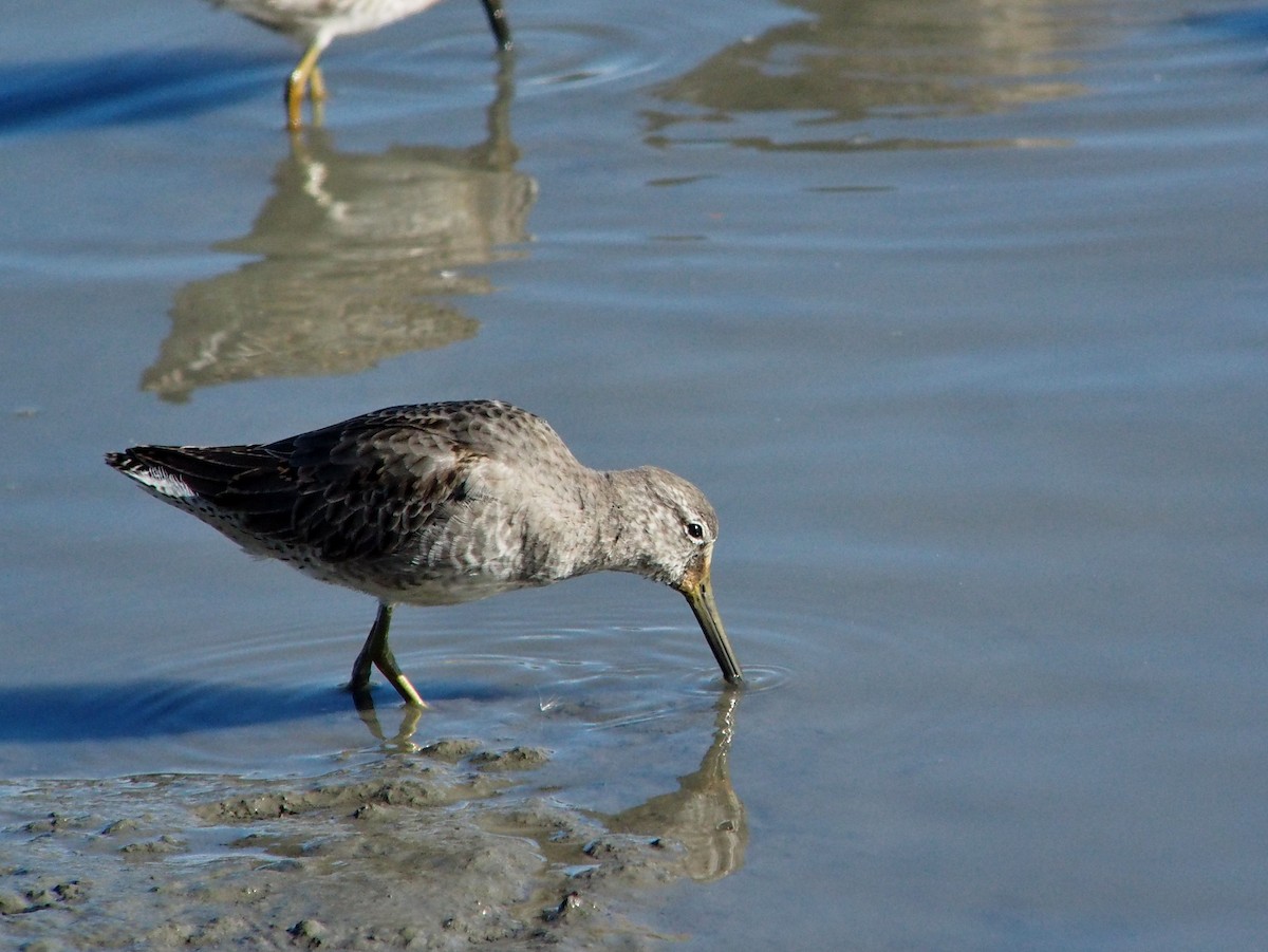 Long-billed Dowitcher - ML146498501