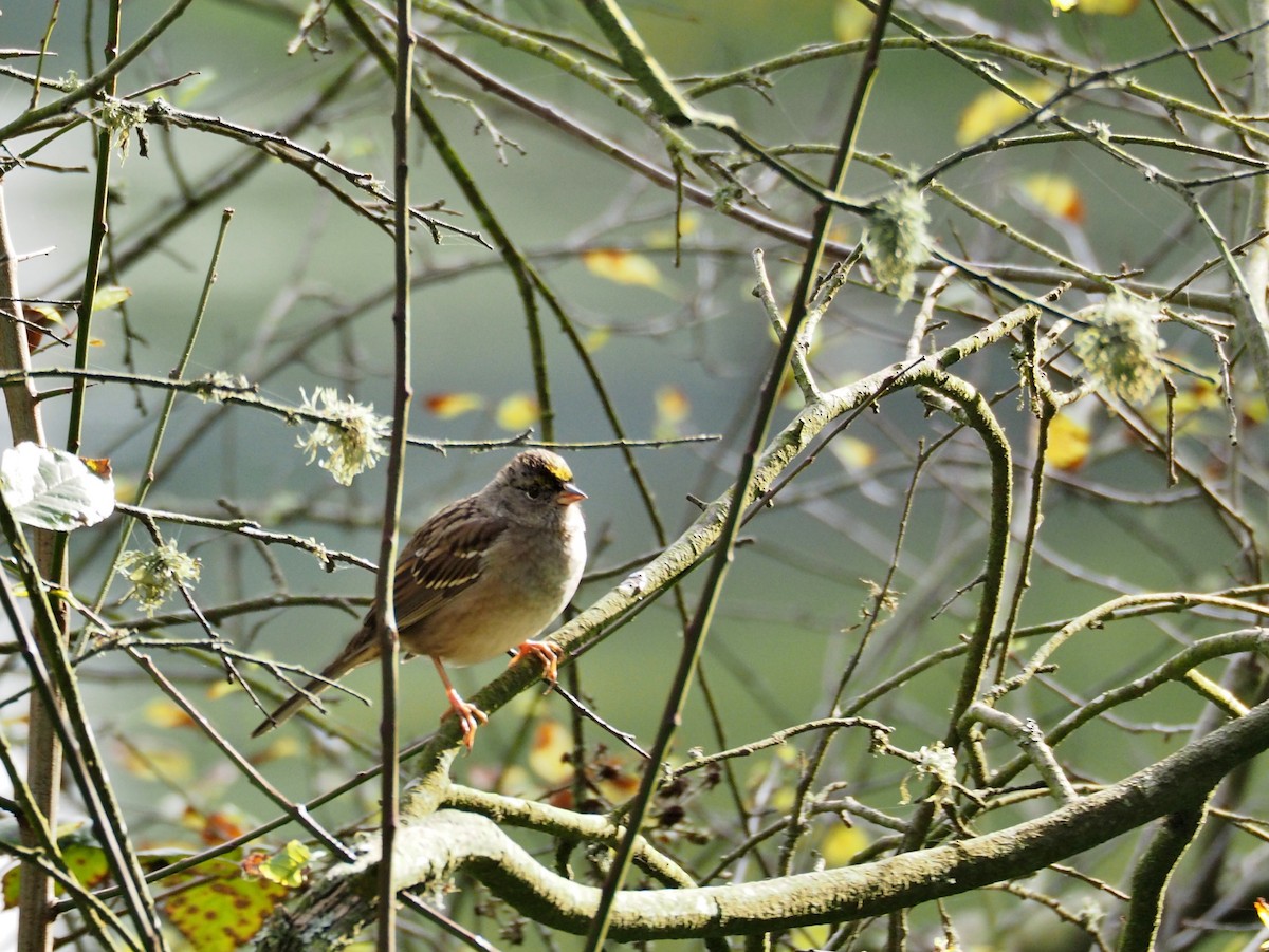 Golden-crowned Sparrow - Florian Olivier