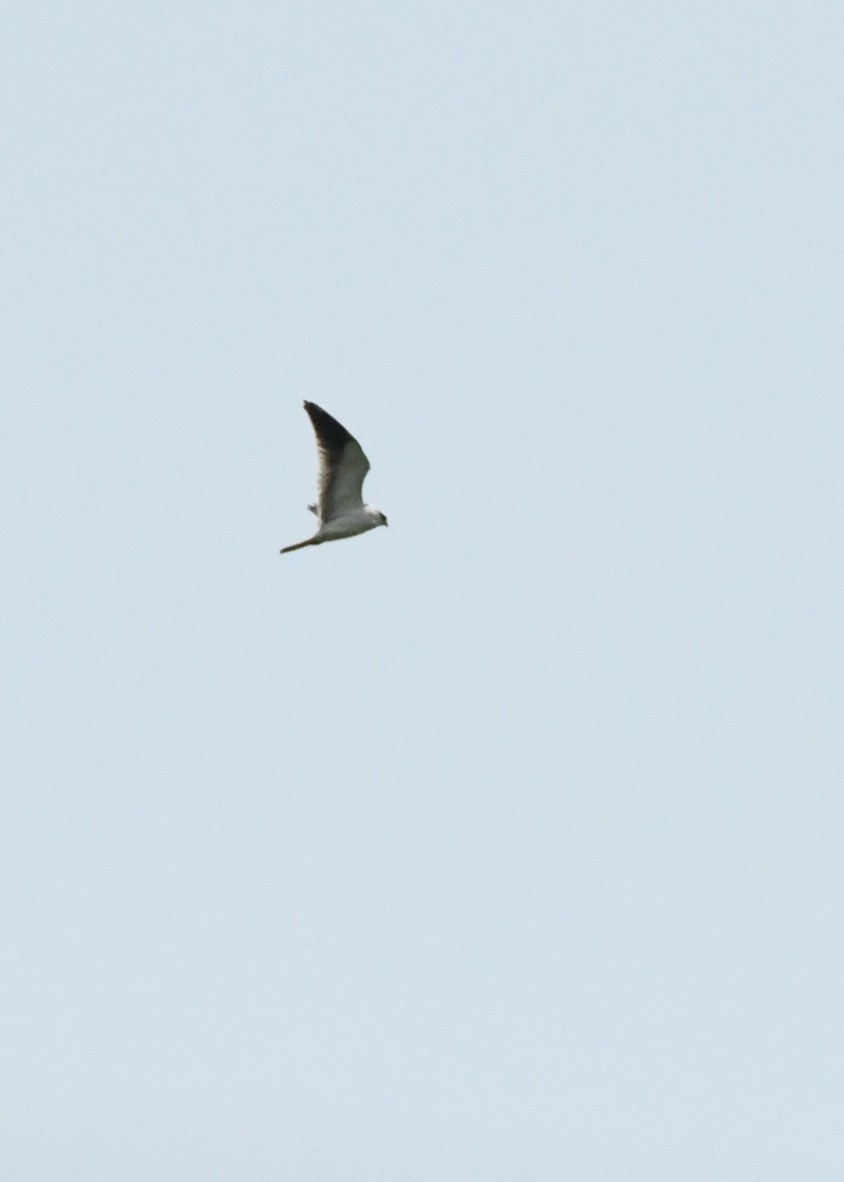Black-winged Kite - Lo Der-Guey