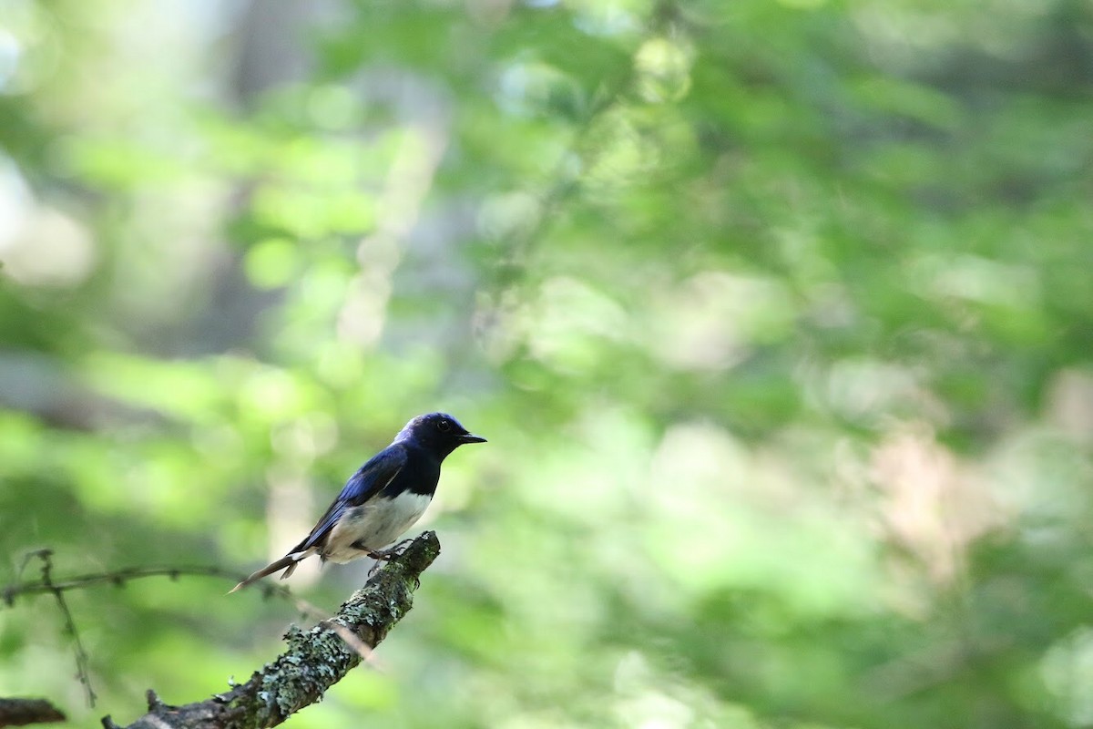 Blue-and-white Flycatcher - ML146499831