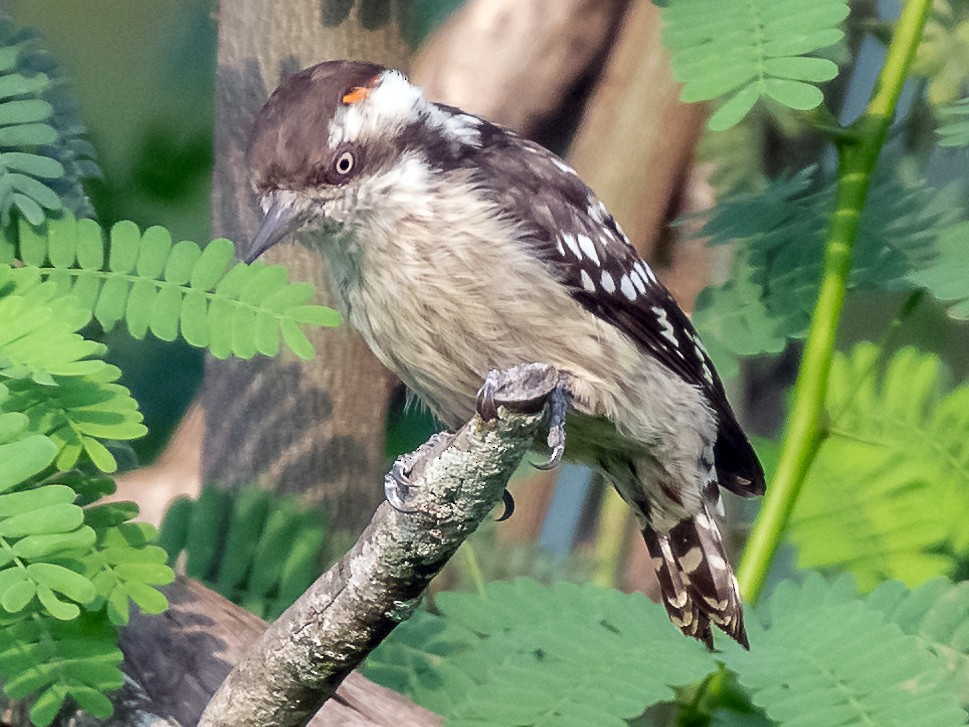 Brown-capped Pygmy Woodpecker - Balaji P B