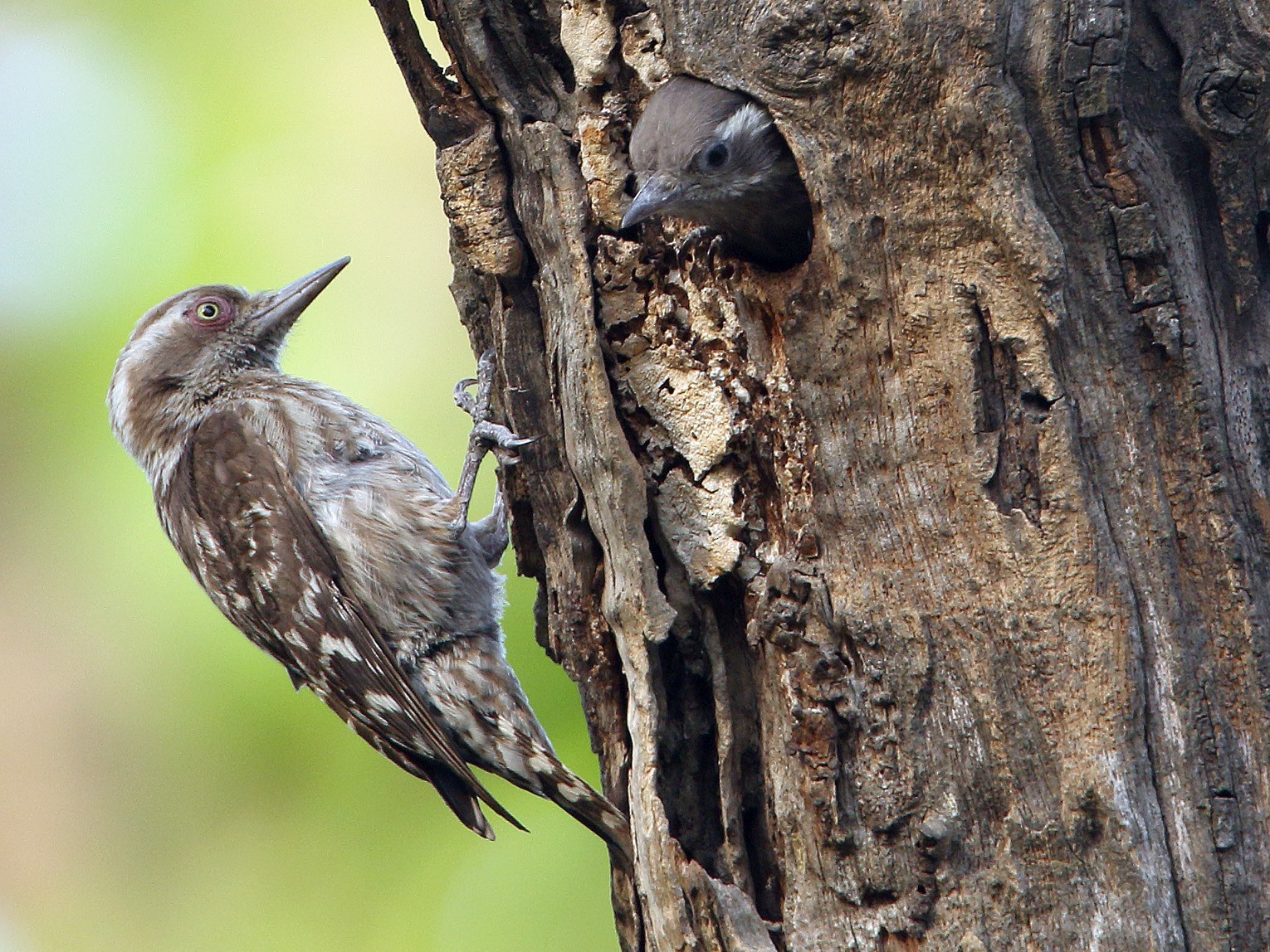 Brown-capped Pygmy Woodpecker - Martjan Lammertink