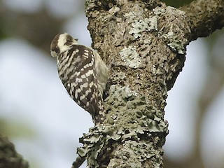  - Brown-capped Pygmy Woodpecker