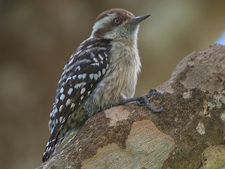 - Brown-capped Pygmy Woodpecker