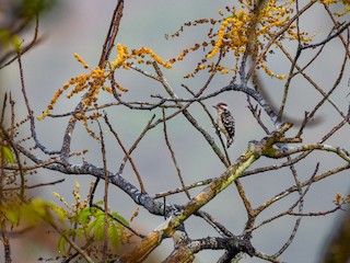  - Brown-capped Pygmy Woodpecker
