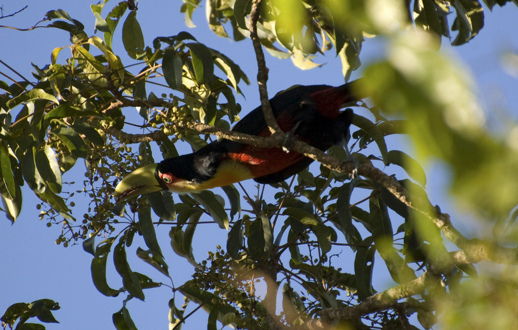 Red-breasted Toucan - Carlos Moura